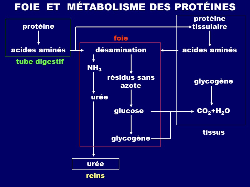 FOIE  ET  MÉTABOLISME DES PROTÉINES protéine acides aminés tube digestif désamination acides